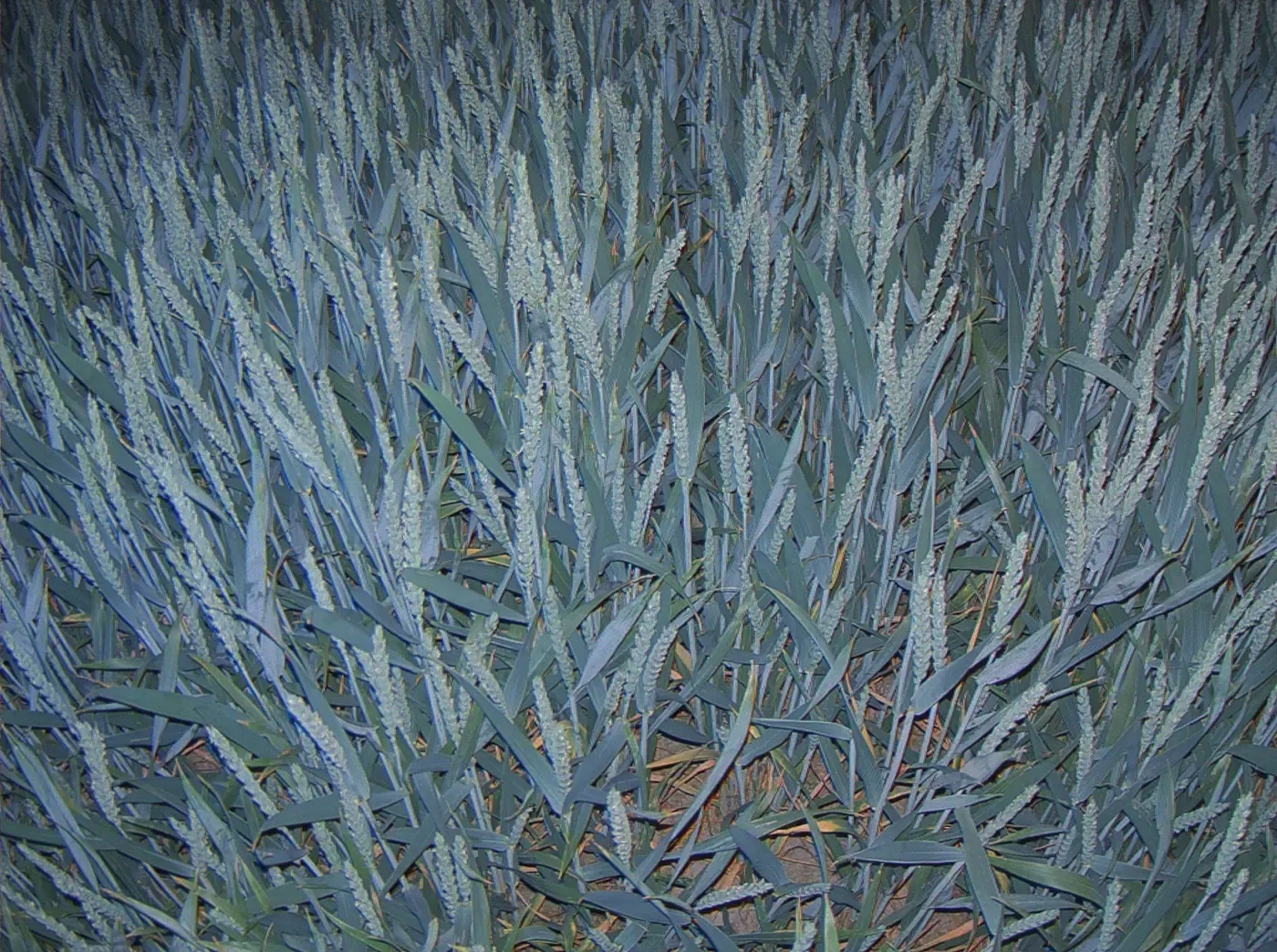 Polonia, undefined