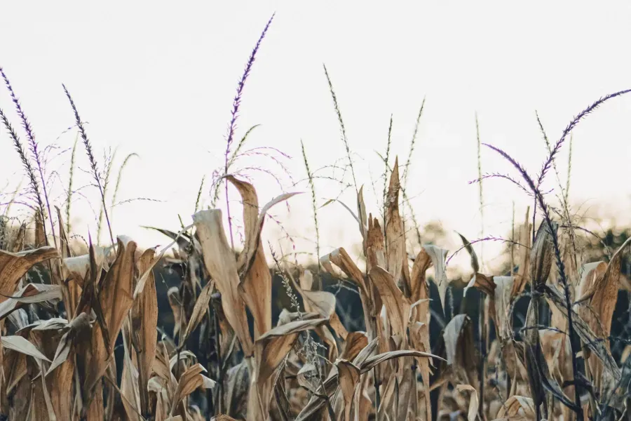 Crop Diseases: Types, Causes and Prevention