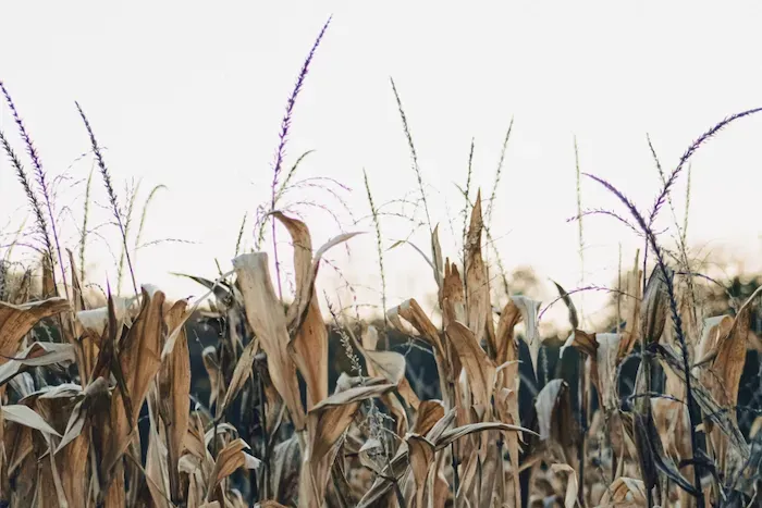 Crop Diseases: Types, Causes and Prevention