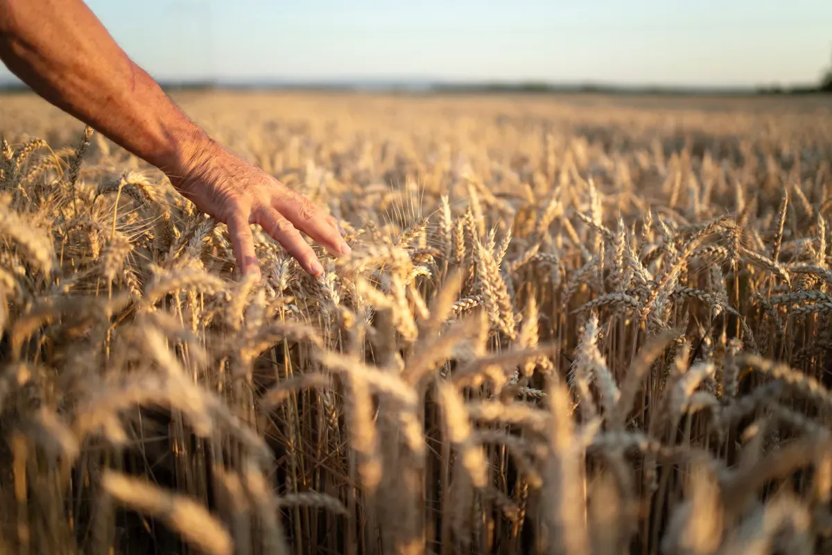 How to Plant, Grow, and Care for Wheat