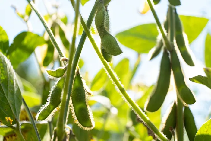 How to Plant, Grow, and Care for Soybeans