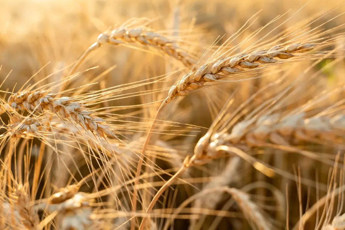 Wheat Growth Stages and Associated Management