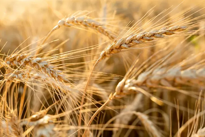 Wheat Growth Stages and Associated Management