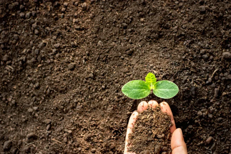 How to Measure Soil Moisture