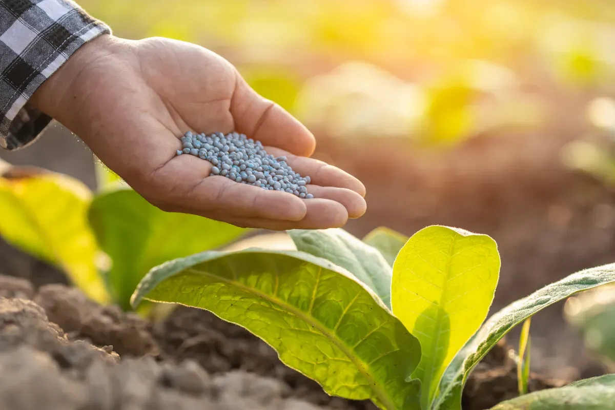 Types and Uses of Nitrogen Fertilizers for Crop Production
