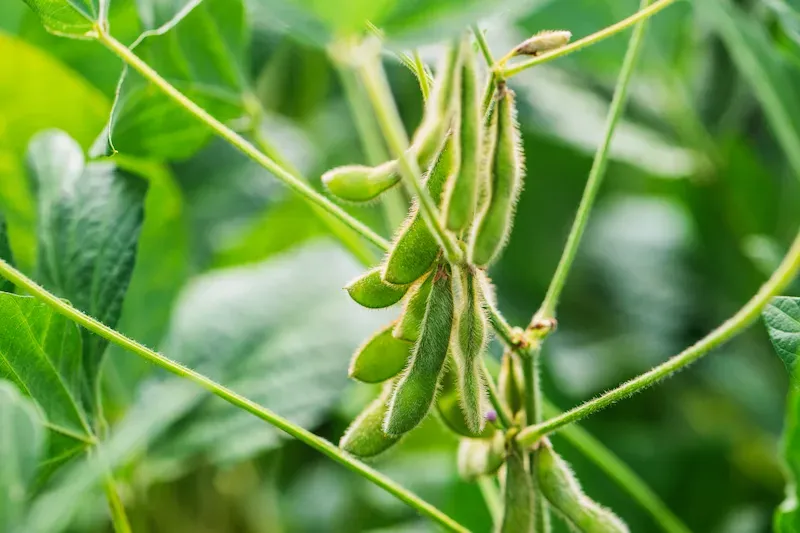 Common Soybean Crop Diseases and Their Management