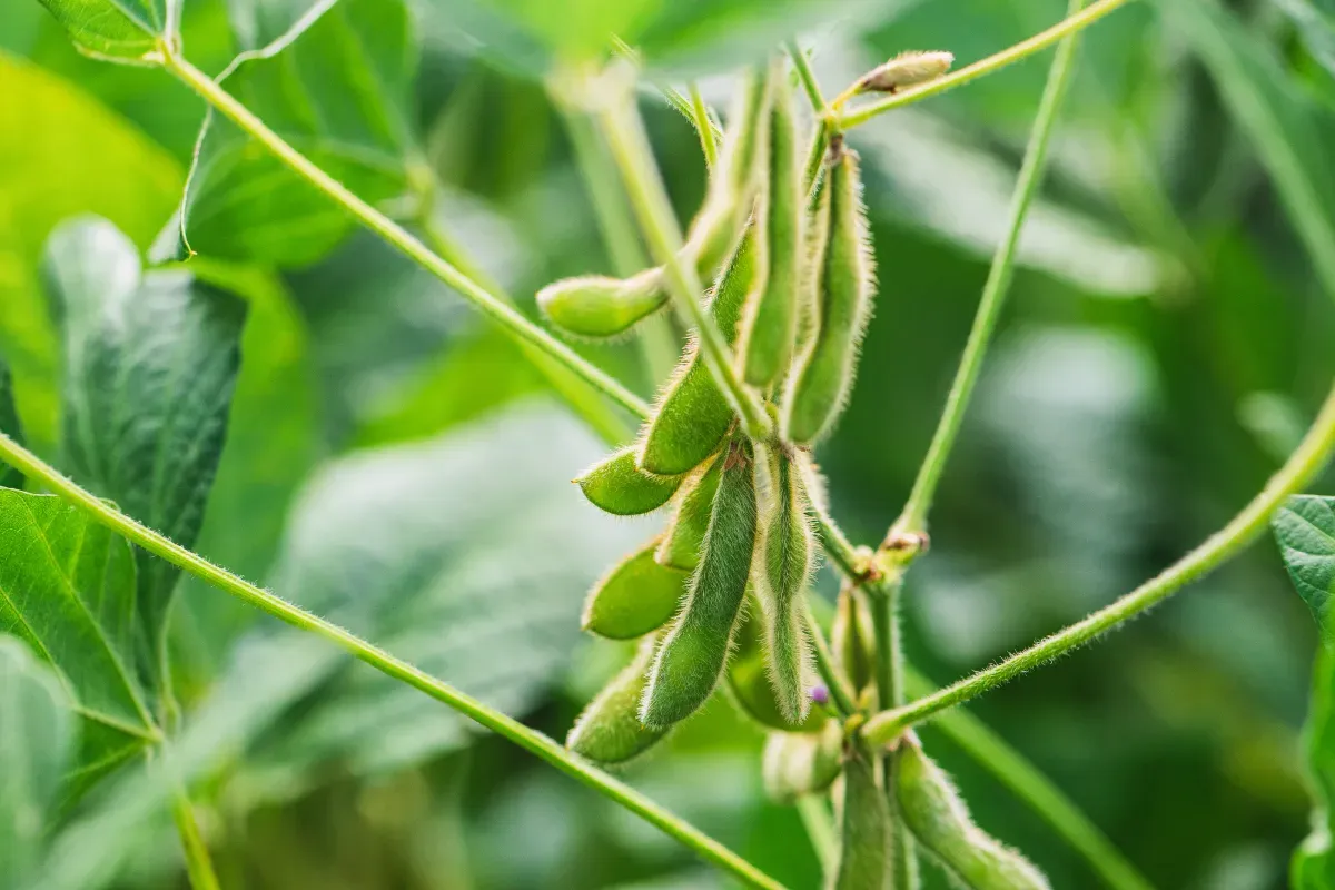 Common Soybean Crop Diseases and Their Management