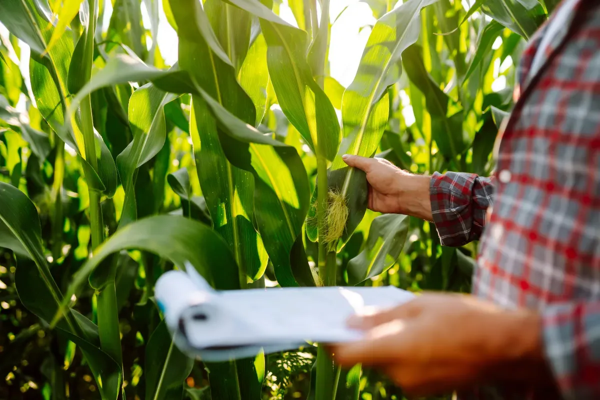 Understanding Leaf Area Index (LAI): Definition and Measurement