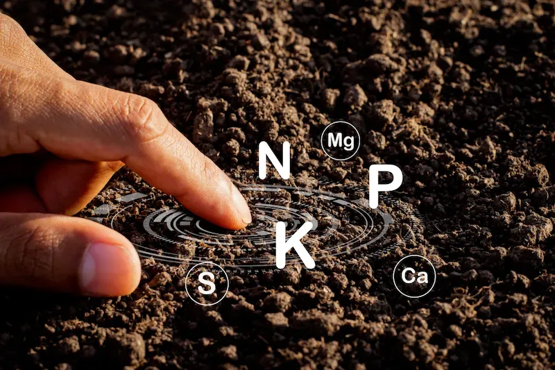 How to Add Nitrogen to Soil for Healthier Crops