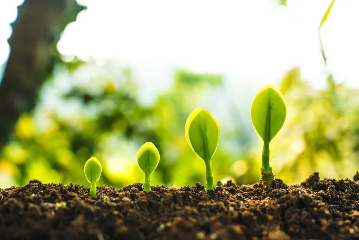 Understanding Growing Degree Days