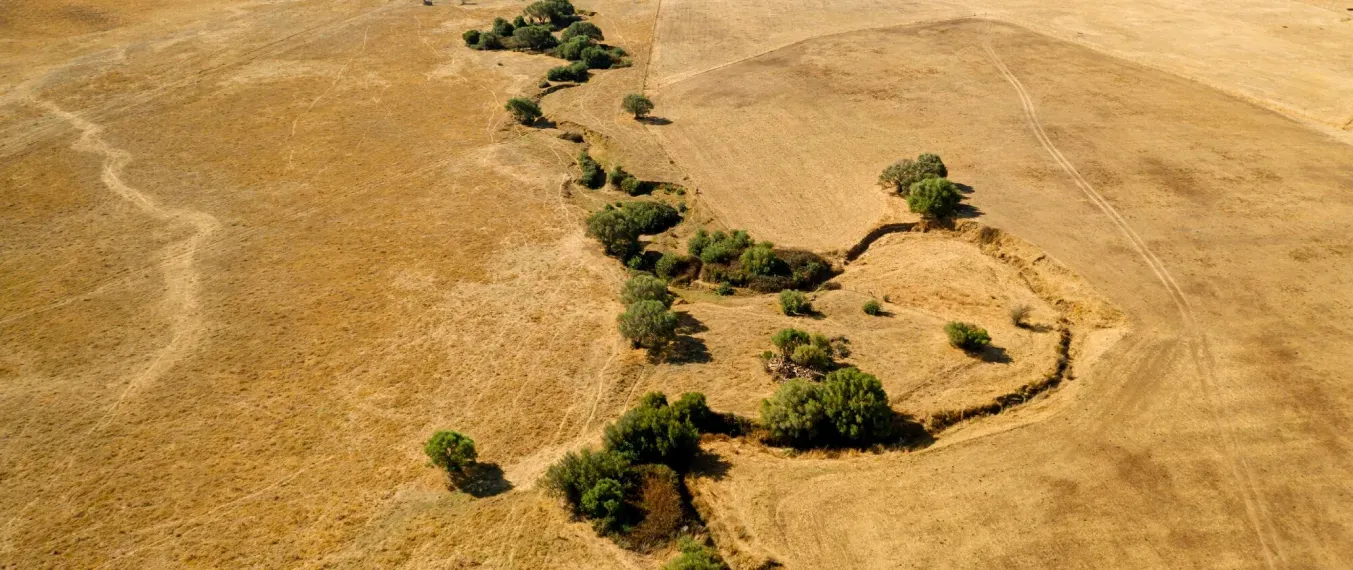 Desertification: Causes, Effects, and Solutions