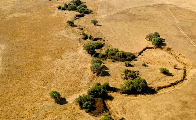 Desertification: Causes, Effects, and Solutions
