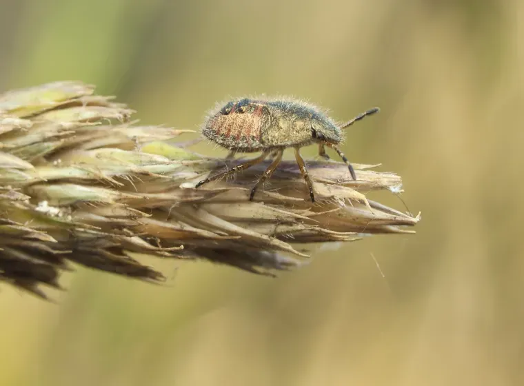 What Examples of Beneficial Insect Introductions Have Helped Control Pests?