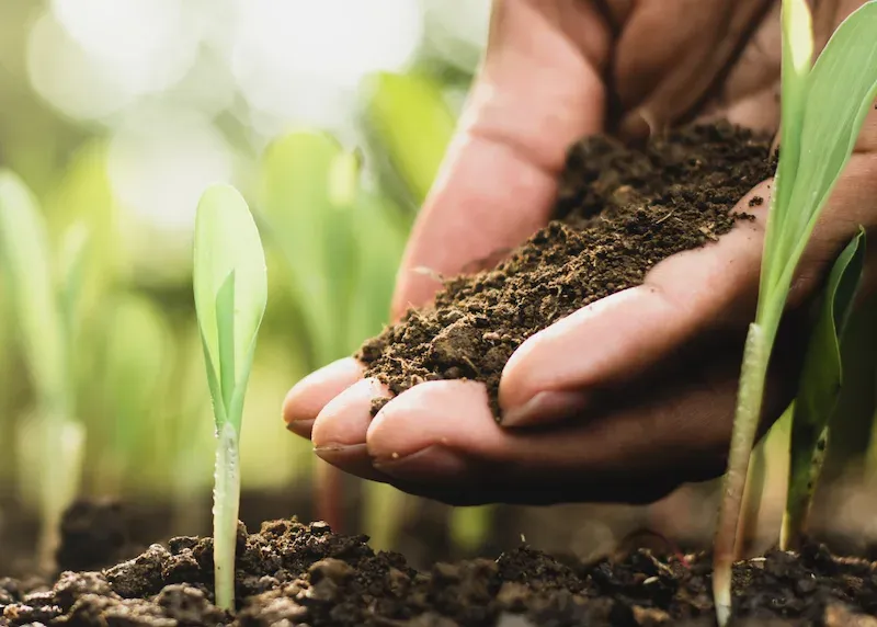 Soil Conservation: Methods and Practices Explained