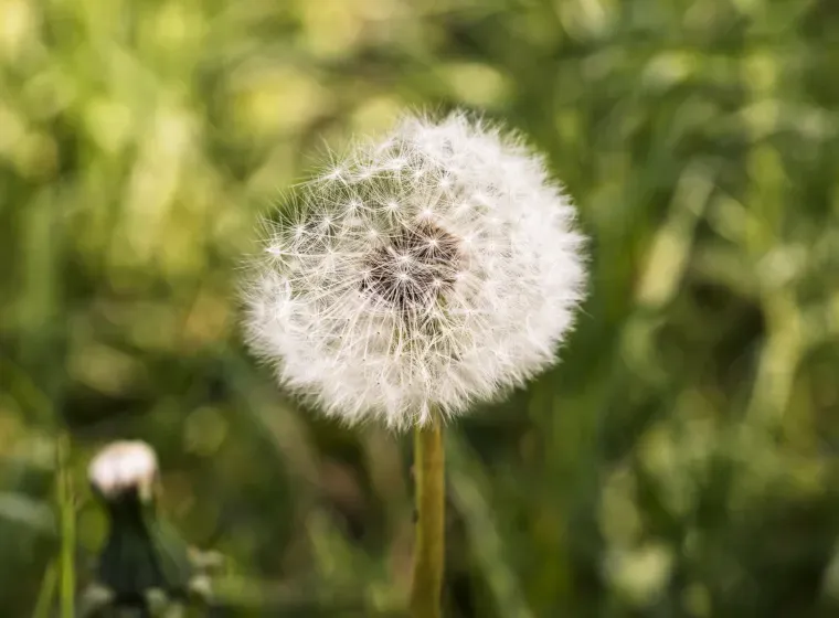 What Methods Do Agronomists Use to Tackle Weed Infestations in Crops?