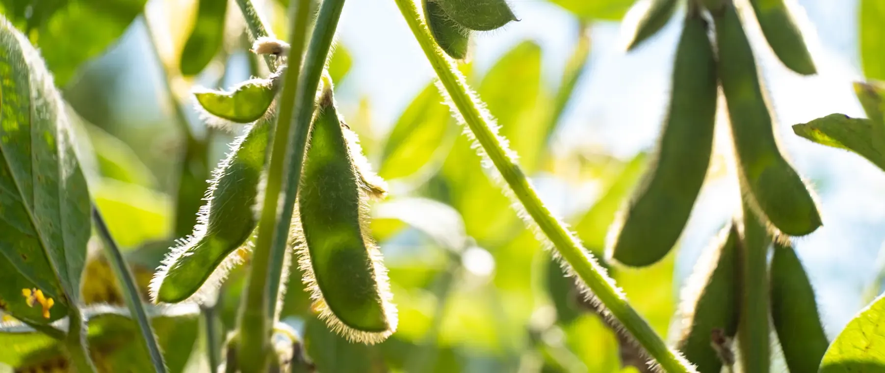 How to Plant, Grow, and Care for Soybeans