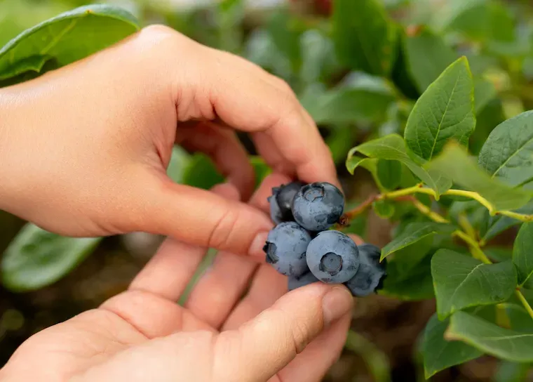 How to Plant, Grow, and Care for Blueberries