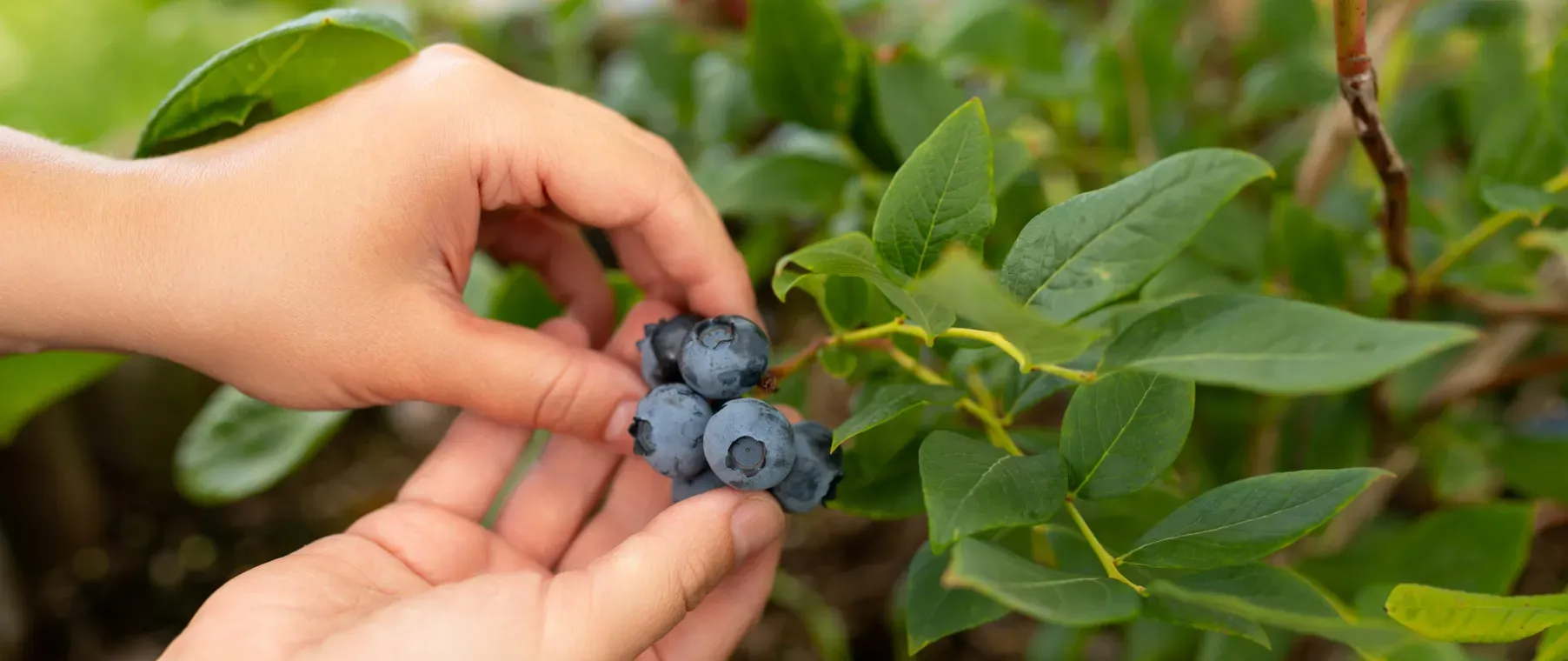 How to Plant, Grow, and Care for Blueberries