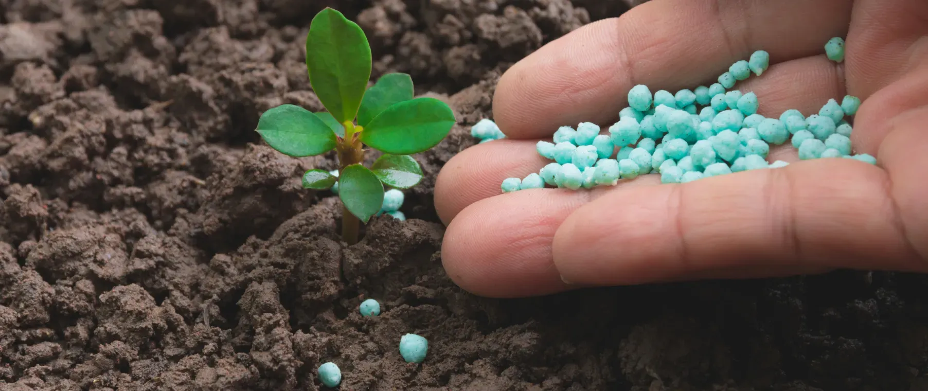 When and How to Fertilize Blueberries for the Best Results