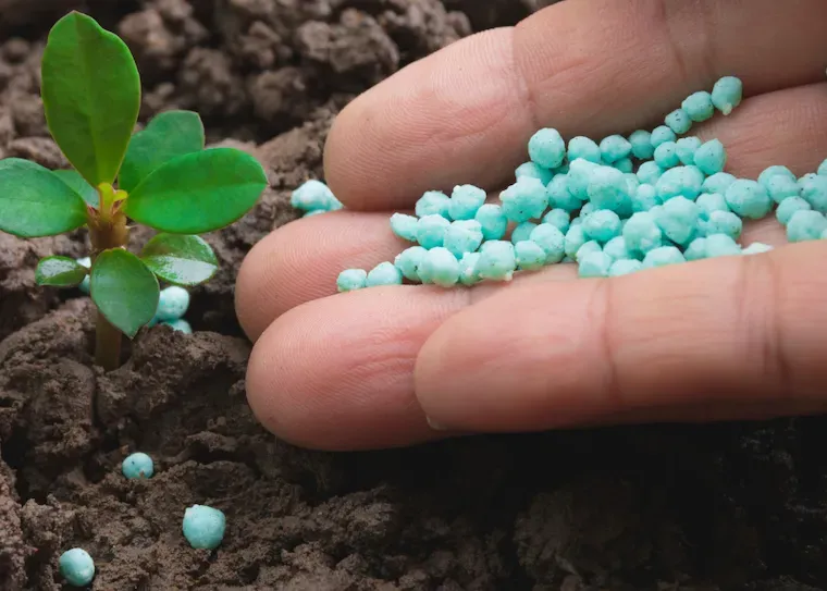 When and How to Fertilize Blueberries for the Best Results