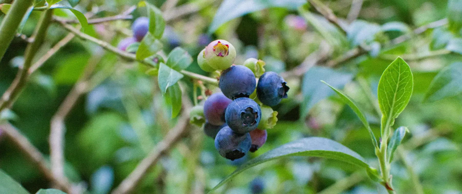 When Is Blueberry Season and How to Know When They Are Ripe?