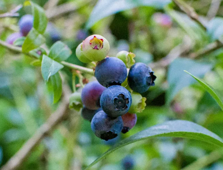 When Is Blueberry Season and How to Know When They Are Ripe?