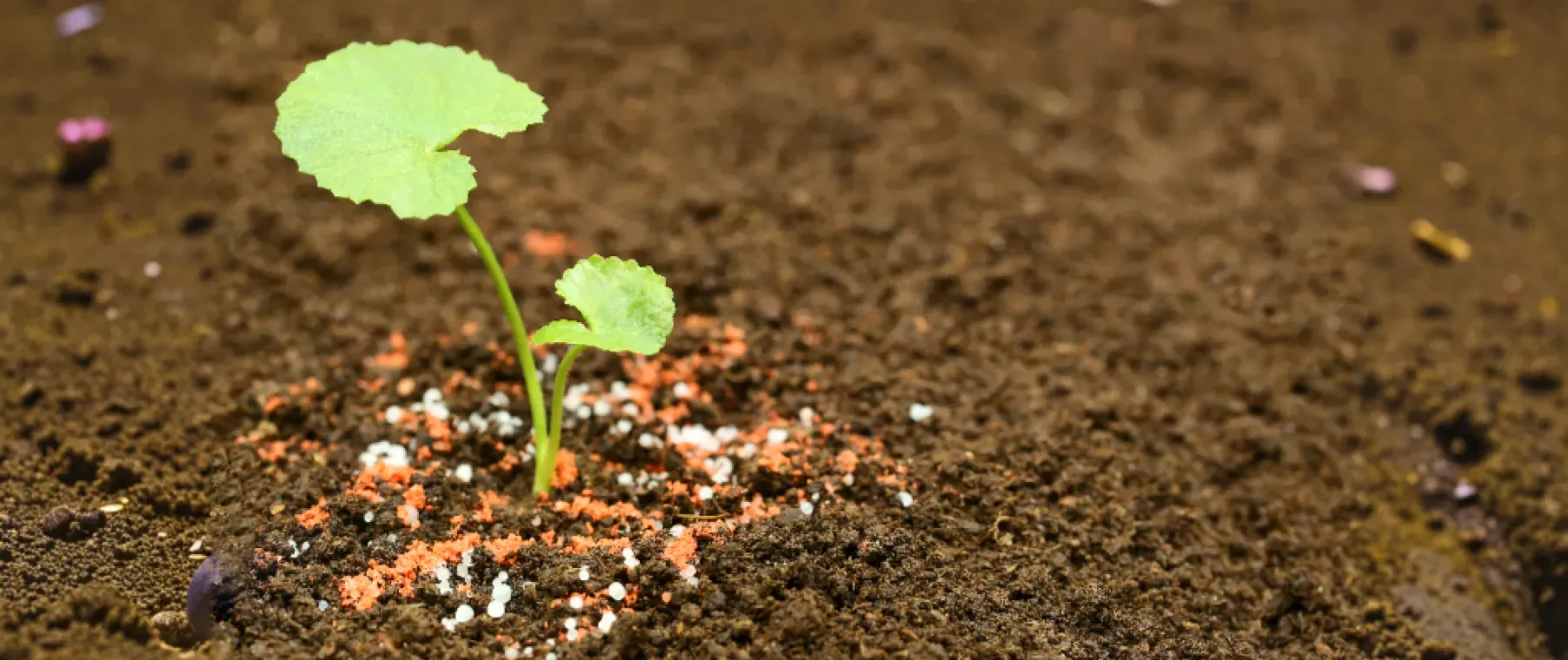 Potash Fertilizers: Key Benefits and Practical Uses
for Agriculture