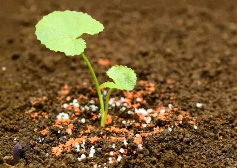 Potash Fertilizers: Key Benefits and Practical Uses  for Agriculture