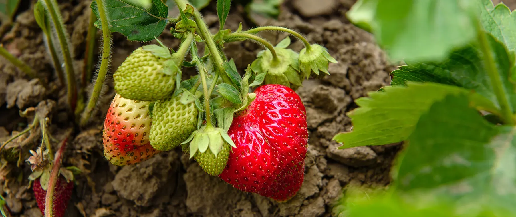 Best Practices for Planting, Growing, and Caring for Strawberries in Commercial Agriculture