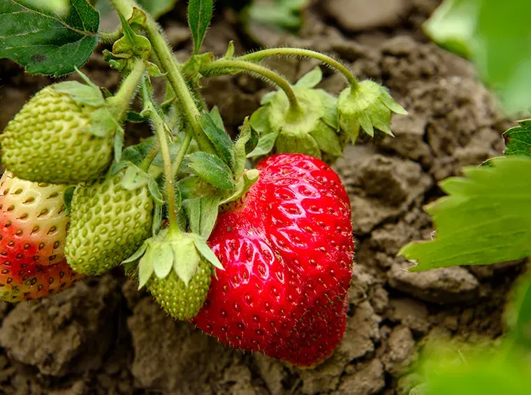 Best Practices for Planting, Growing, and Caring for Strawberries in Commercial Agriculture