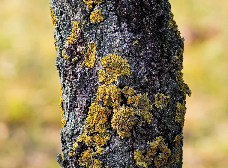 3 Effective Ways to Diagnose Tree Disease in Early Stages
