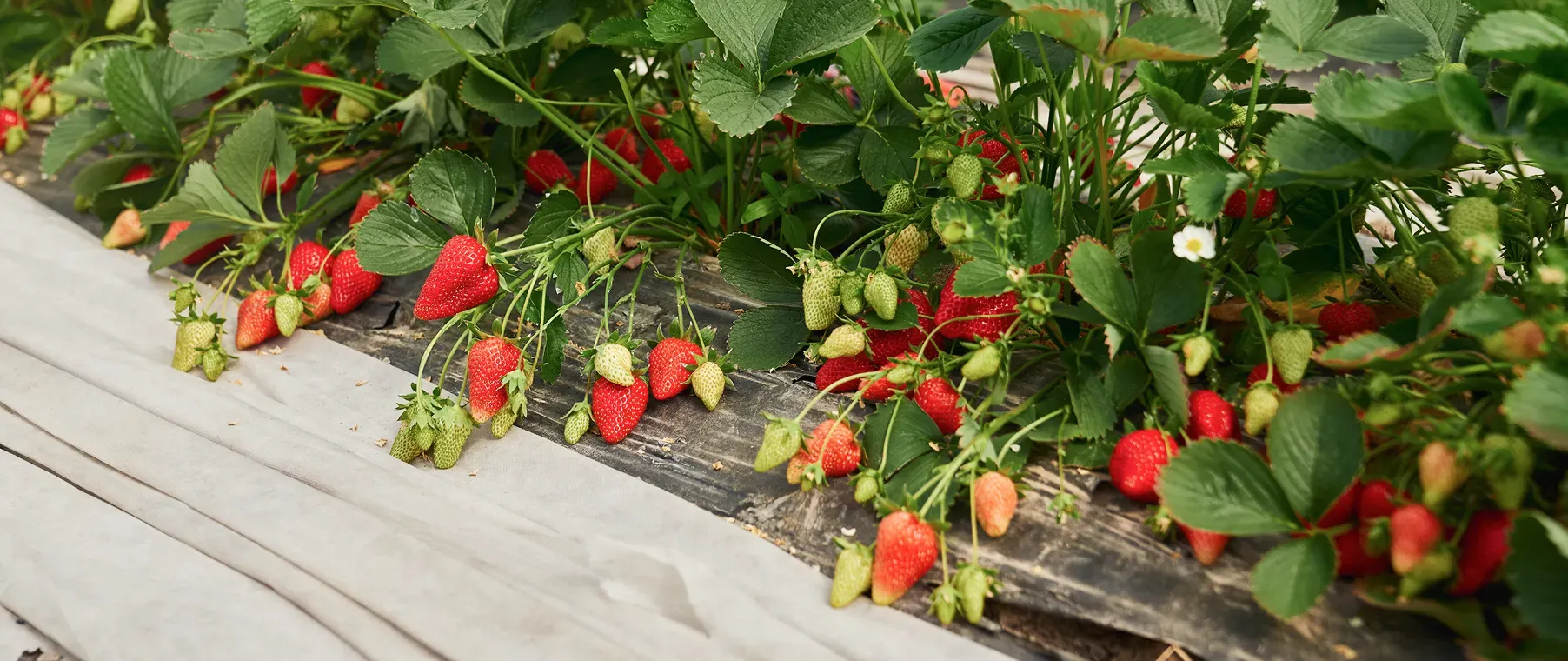Best Strawberry Companion Plants (and Plants to Avoid Nearby)