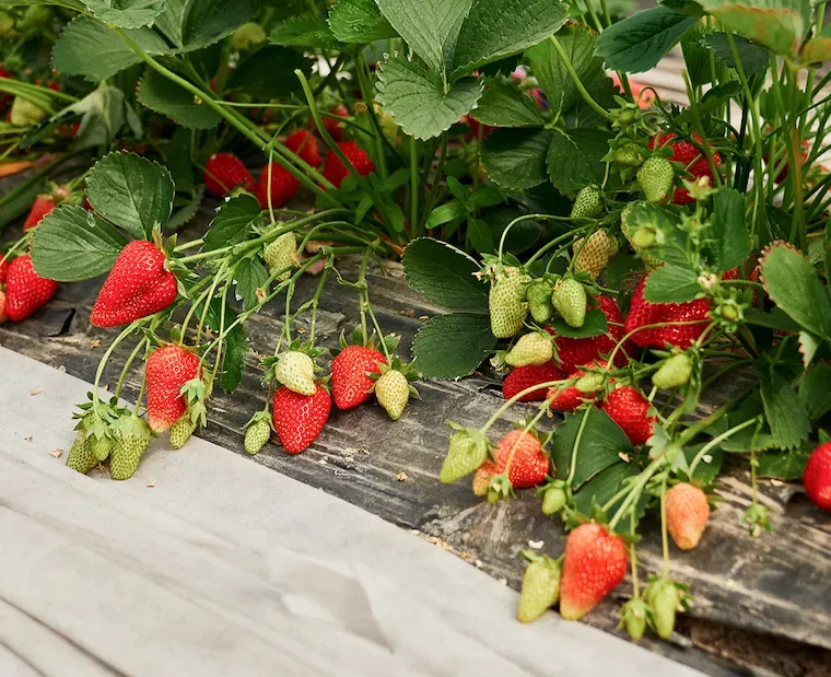 Best Strawberry Companion Plants (and Plants to Avoid Nearby)