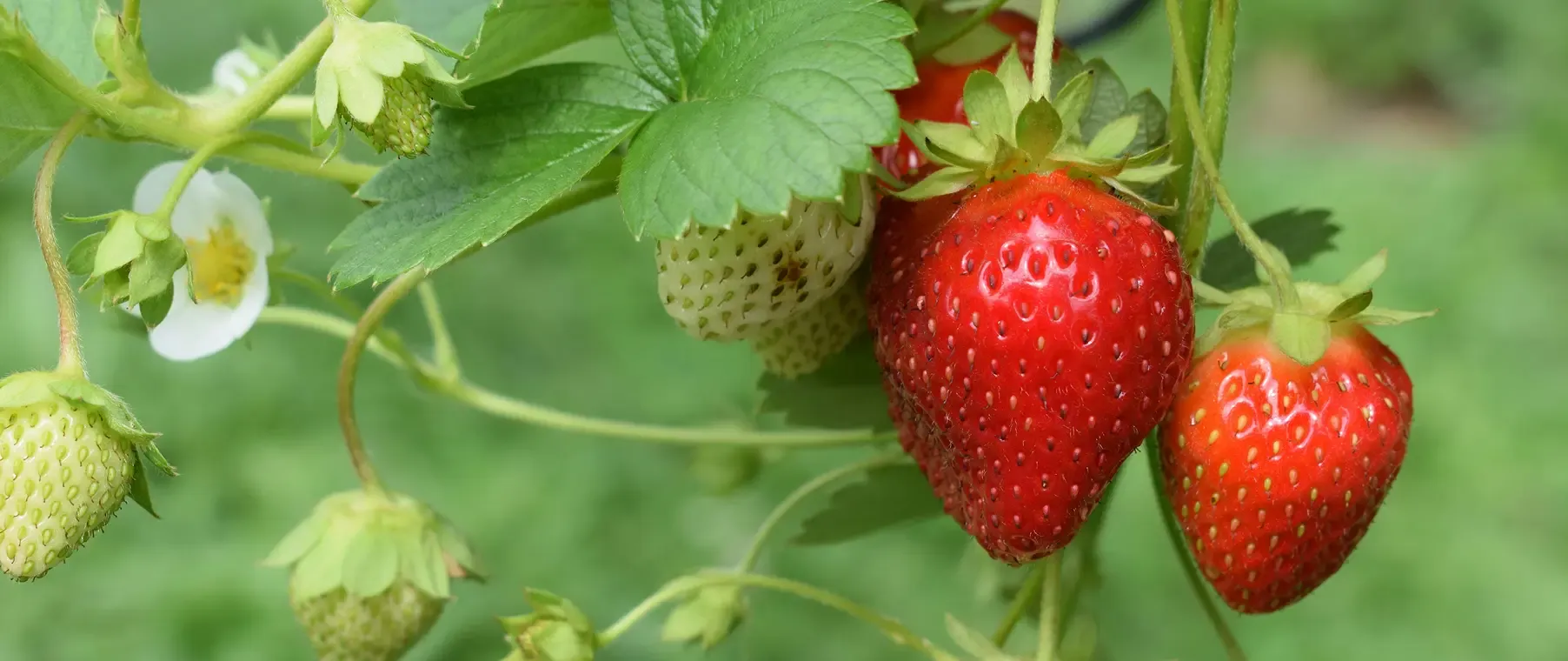 A Comprehensive Guide to Strawberry Varieties for Optimal Yield and Quality