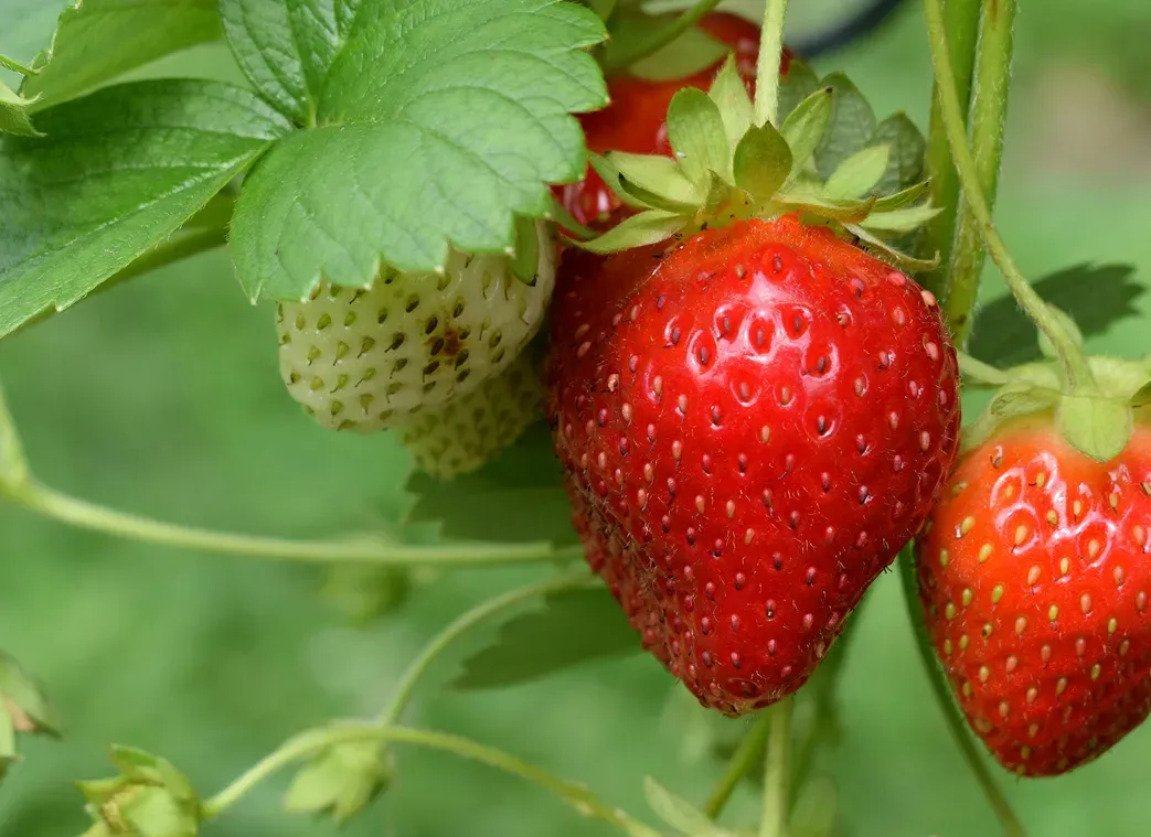 A Comprehensive Guide to Strawberry Varieties for Optimal Yield and Quality