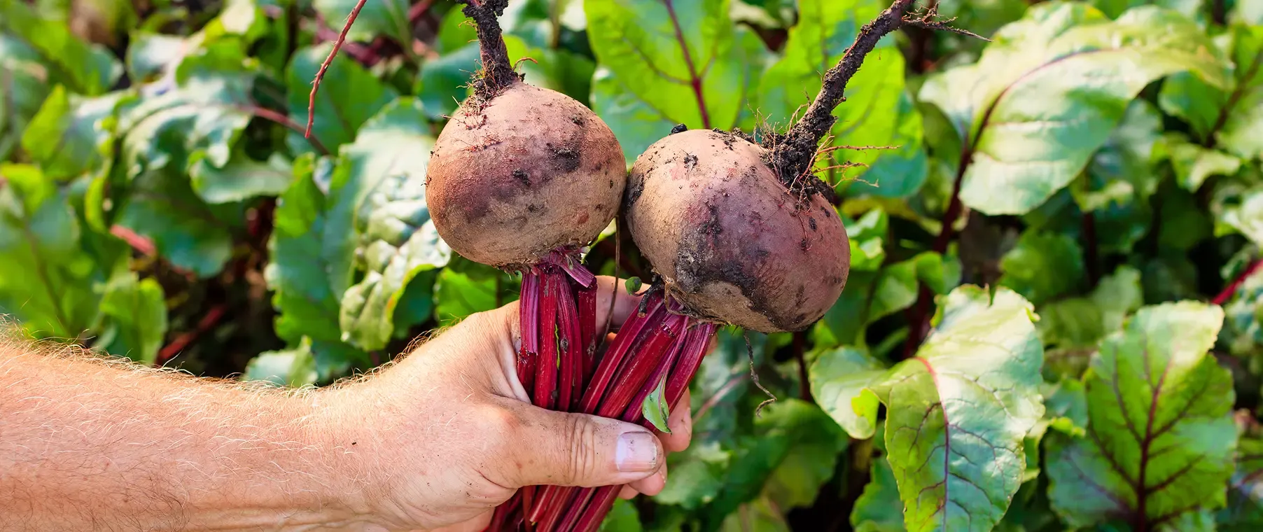 Uprawa Buraka Cukrowego Krok po Kroku