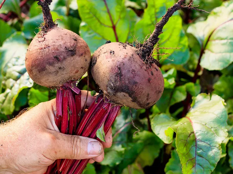 Uprawa Buraka Cukrowego Krok po Kroku