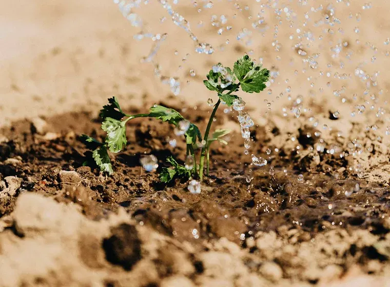 Soil Moisture Retention in Different Types of Soil: Insights from Remote Sensing and AI
