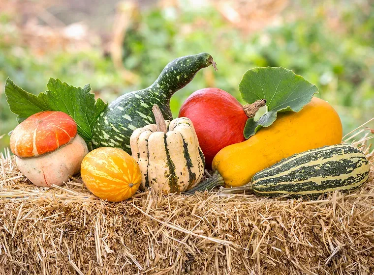7 Strategies for Extending Your Garden's Harvest Season