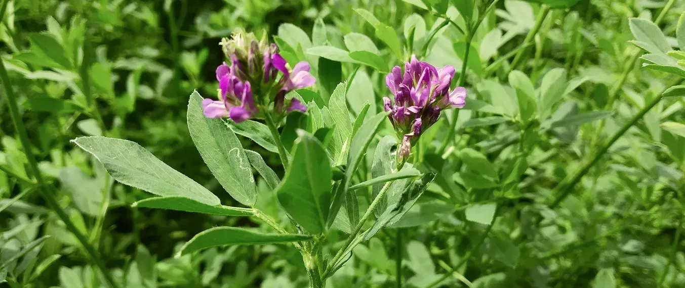 How to Plant, Grow, and Care for Alfalfa