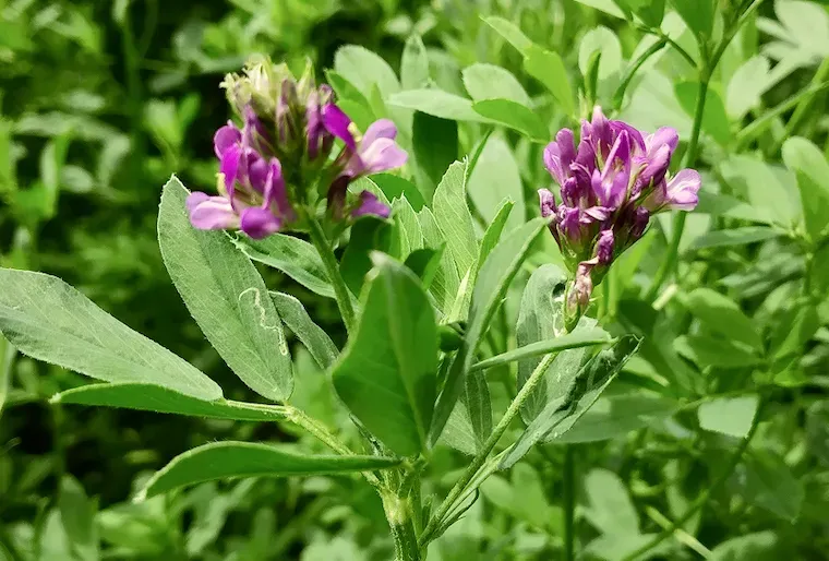 How to Plant, Grow, and Care for Alfalfa