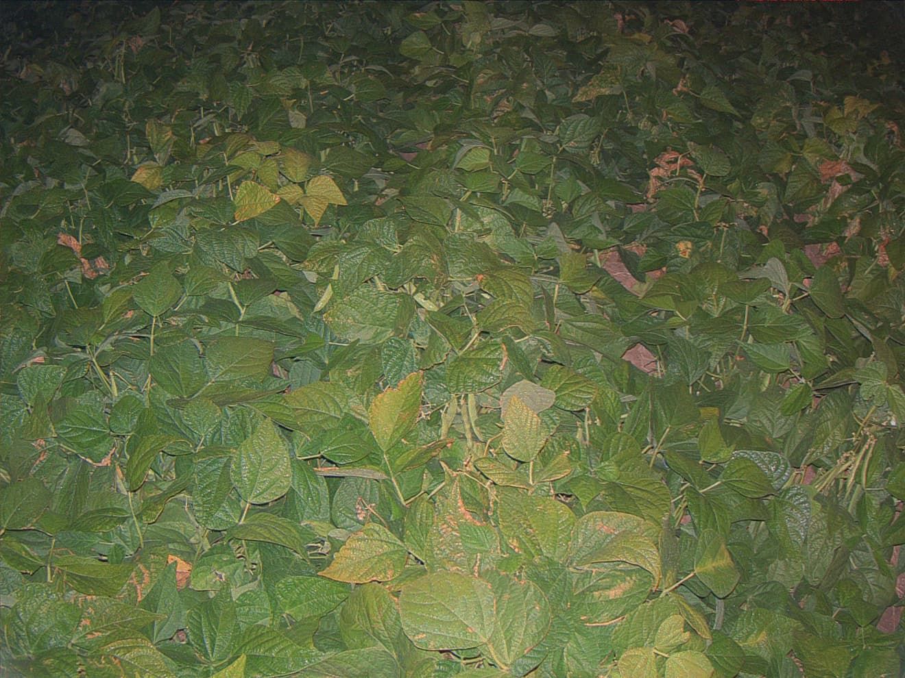 Canadá, undefined