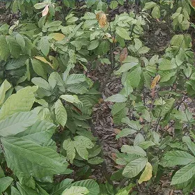 Ecuador