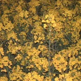 Poland